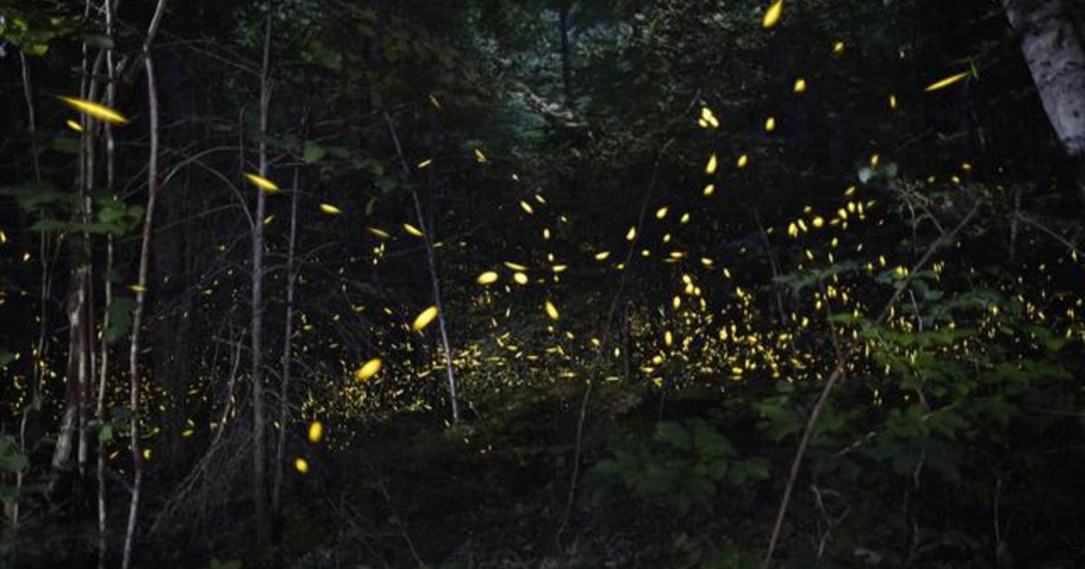 Tennessee fireflies A summertime light show CBS News