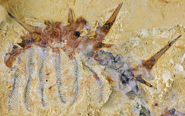 collinsiumfossilcambrian.jpg