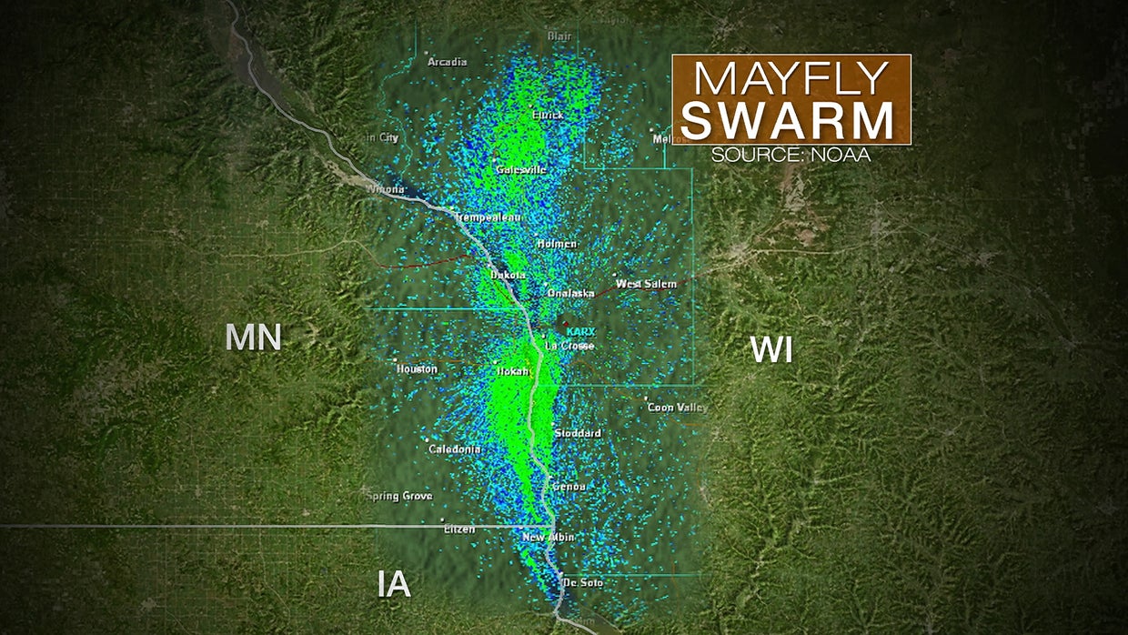 The bane and benefit of mayflies CBS News