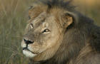 Cecil the lion 