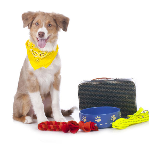dog travel kit 