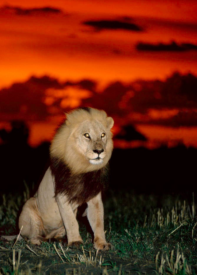 The tail is for more than looks Everything you need to know about