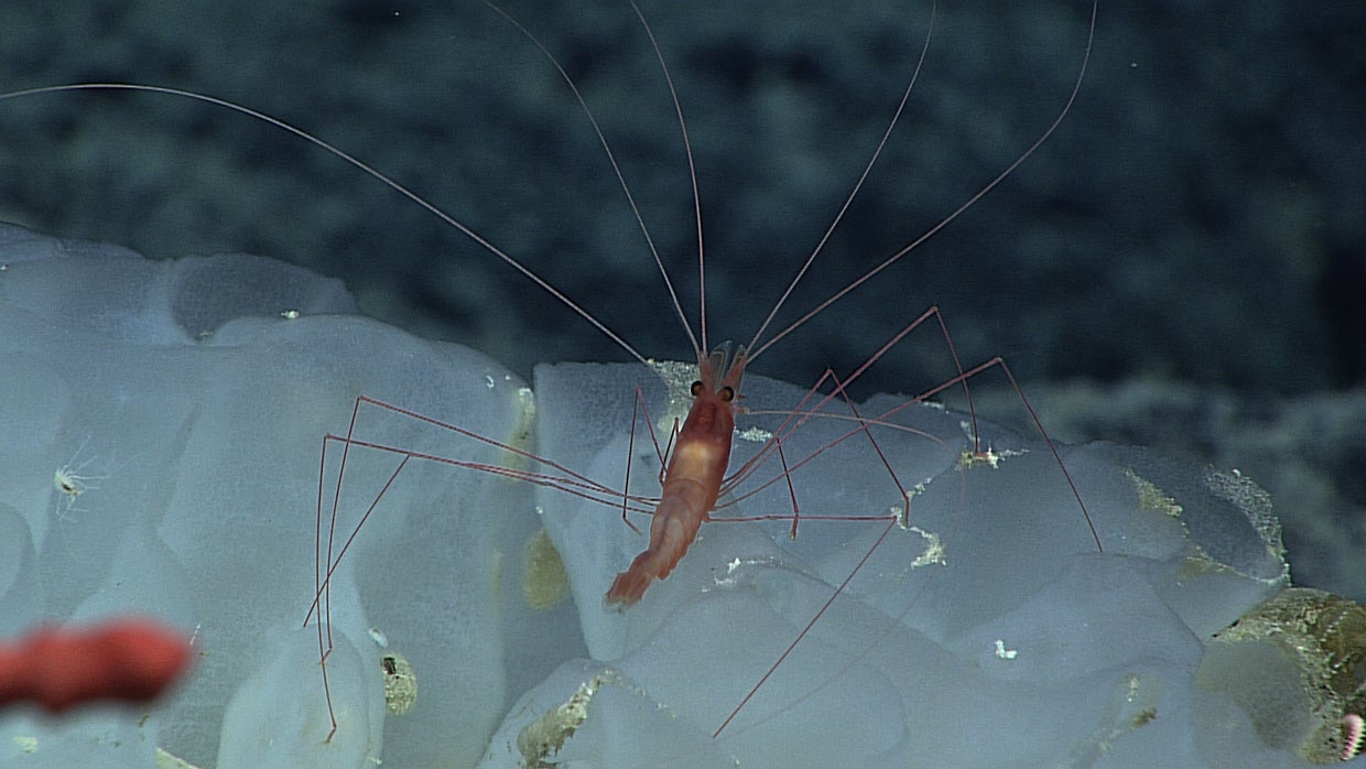 Amazing deep sea creatures of Hawaii CBS News