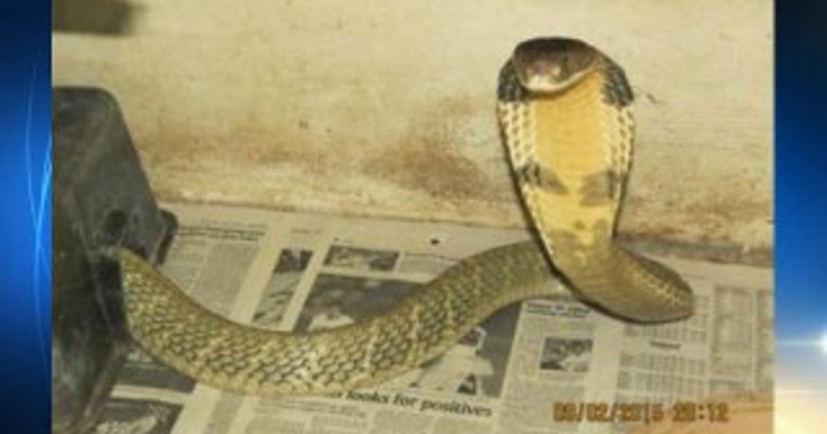 King cobra found under Florida dryer after missing for