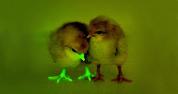 modified chickens could beat bird flu CBS News