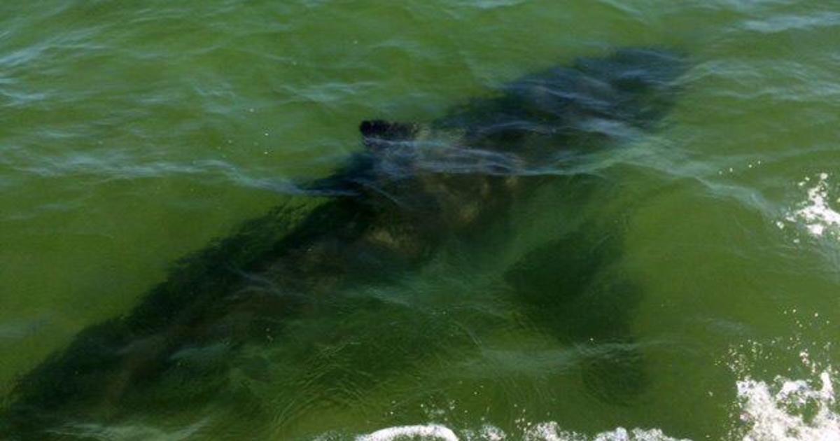 Large and "squirrelly" great white shark spotted off Cape ...