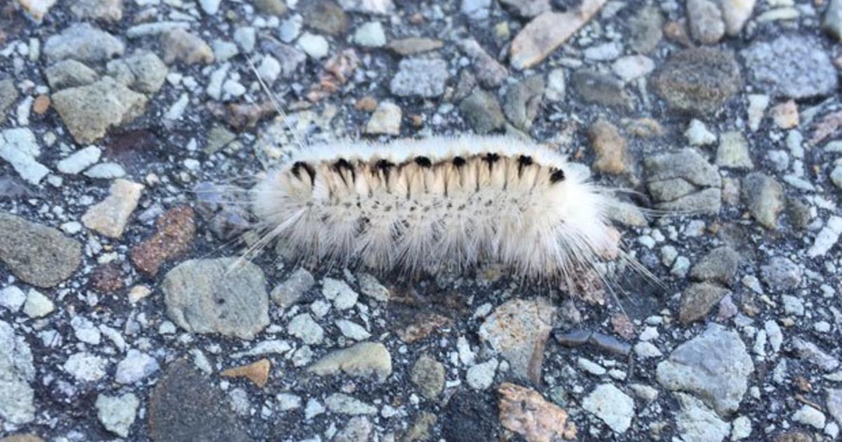 Venomous white hickory tussock caterpillar spotted in Pennsylvania - CBS  News