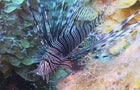lionfish-cbs-promo.jpg 