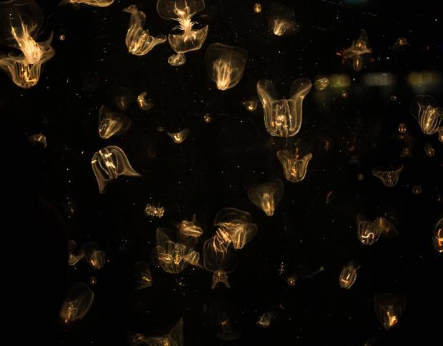 jellyfishcarbon2.jpg