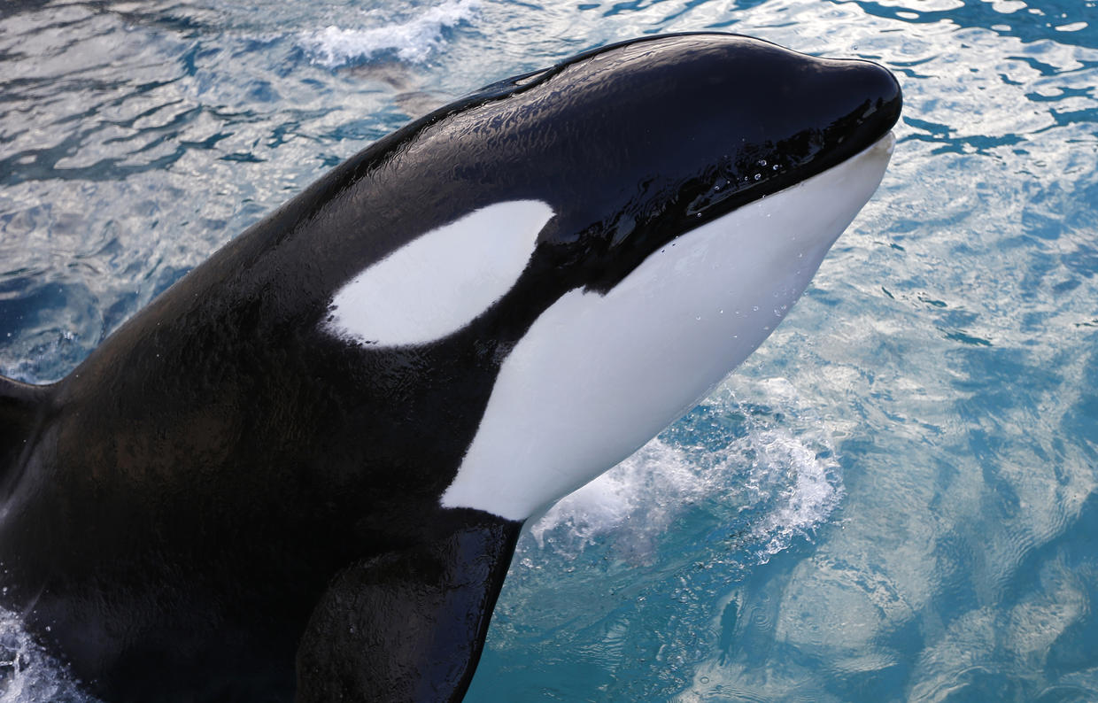 Killer whales - CBS News