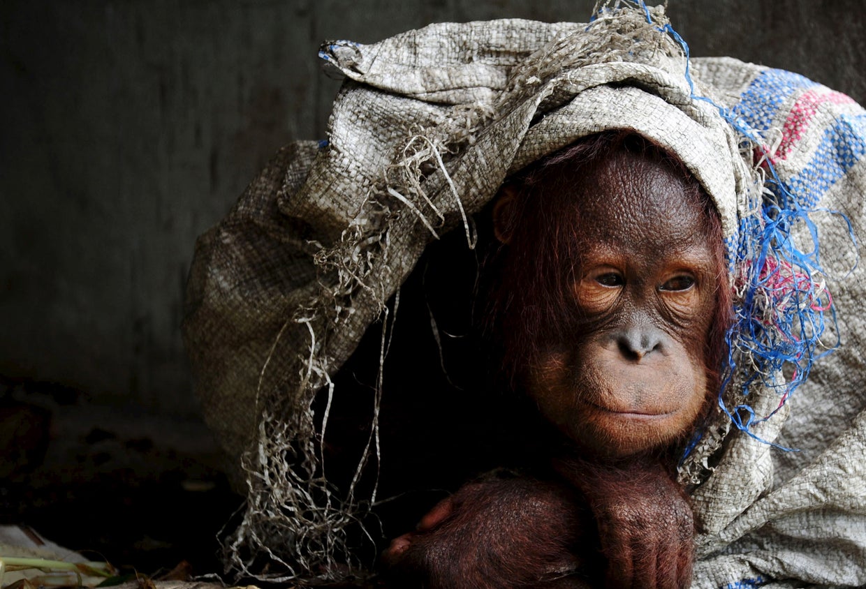 Orangutans in jeopardy CBS News