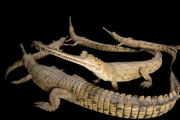 Joel Sartore's Photo Ark CBS News