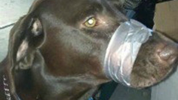 dog with mouth taped shut dog with mouth taped shut