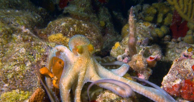 nature octopi in the u s virgin islands cbs news