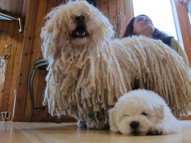 Anjing Puli kesayangan Mark Zuckerberg.