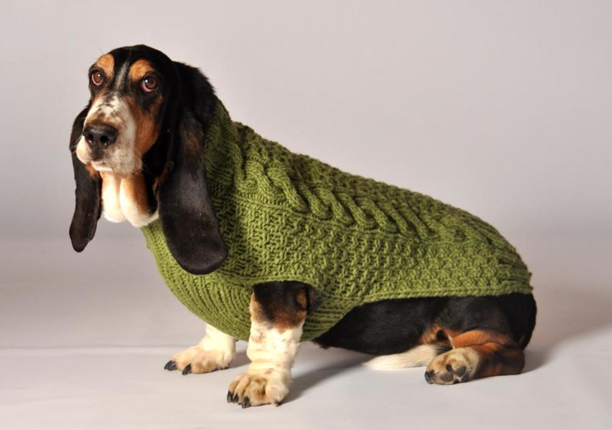 Pets in sweaters - CBS News