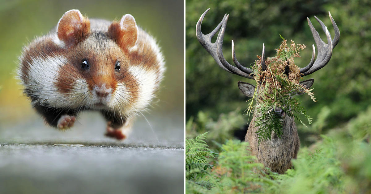 Hilarious winners of The Comedy Wildlife Photography ...