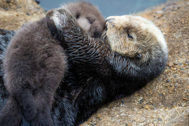Monterey Bay Aquarium wild sea otter pup 