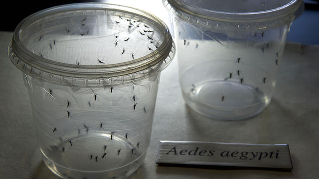 aedes-mosquito-504021286.jpg 