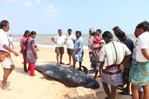 People look at one among the dozens of whales that have washed ashore on the Bay of Bengal coast's Manapad beach in Tuticorin district, Tamil Nadu state, India