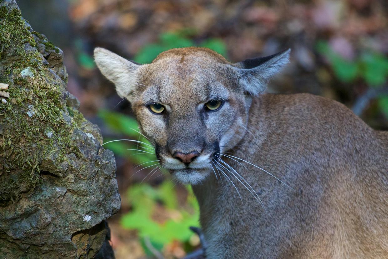 The Mountain Lions of L.A. - Big cats in a big city - CBS News