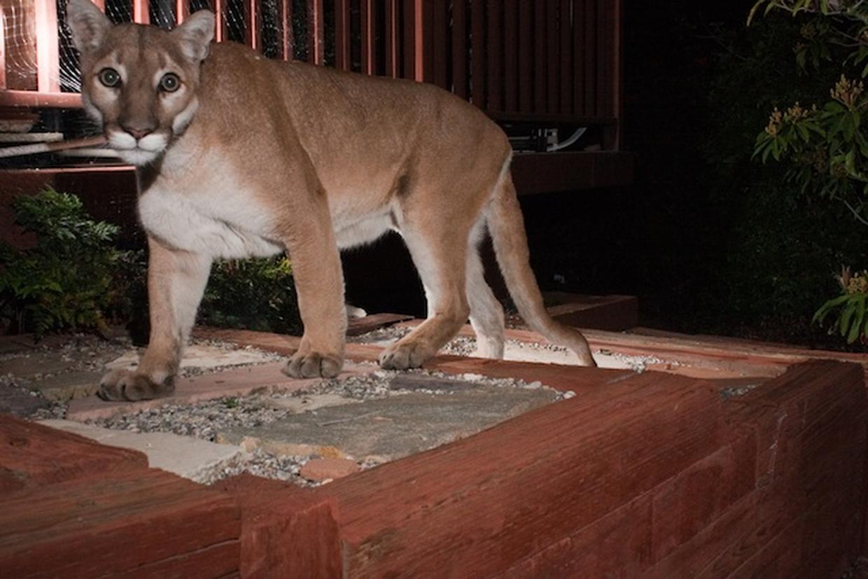 The Mountain Lions of L.A. - Big cats in a big city - CBS News