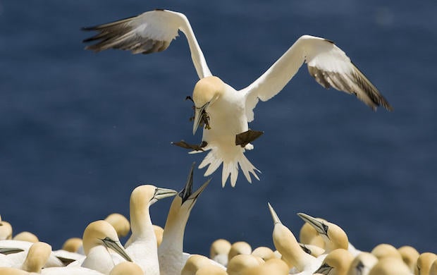 northerngannet.jpg