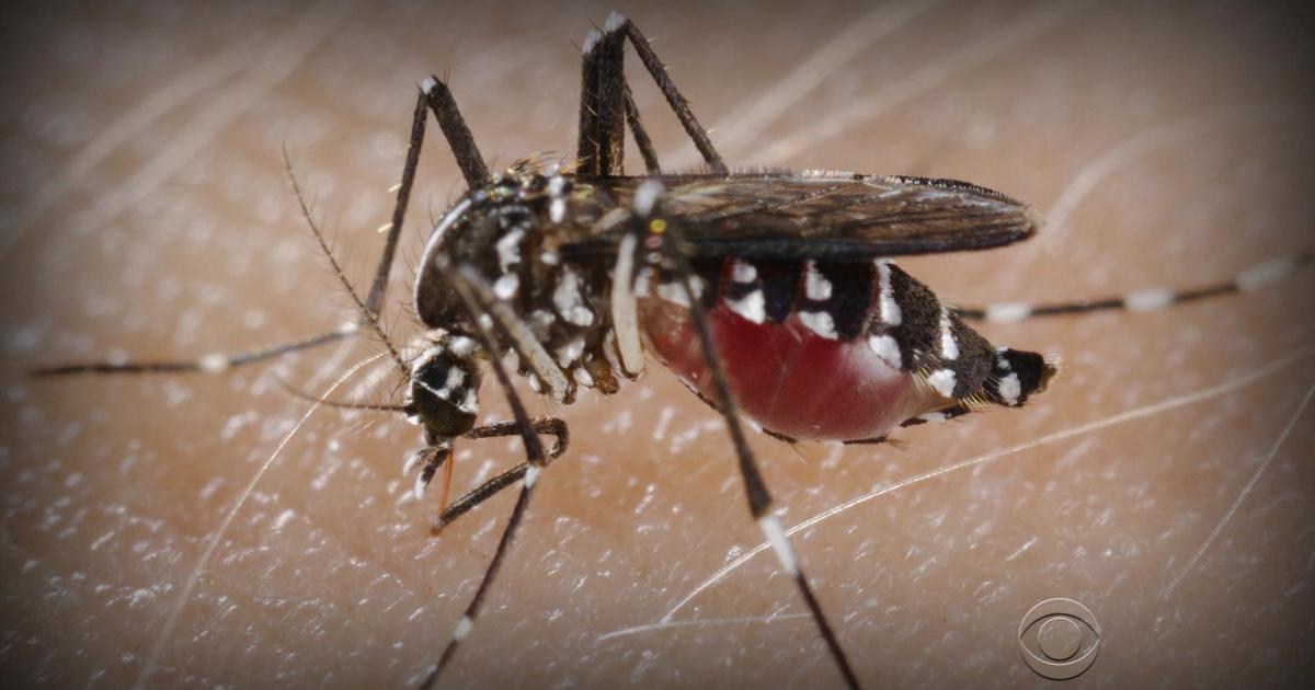 Florida Zika case may be first from mosquito inside U.S.