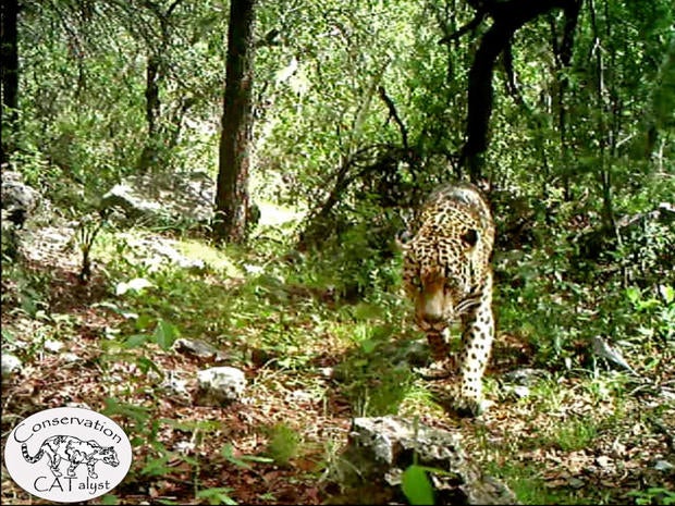 jaguarap816754772558.jpg