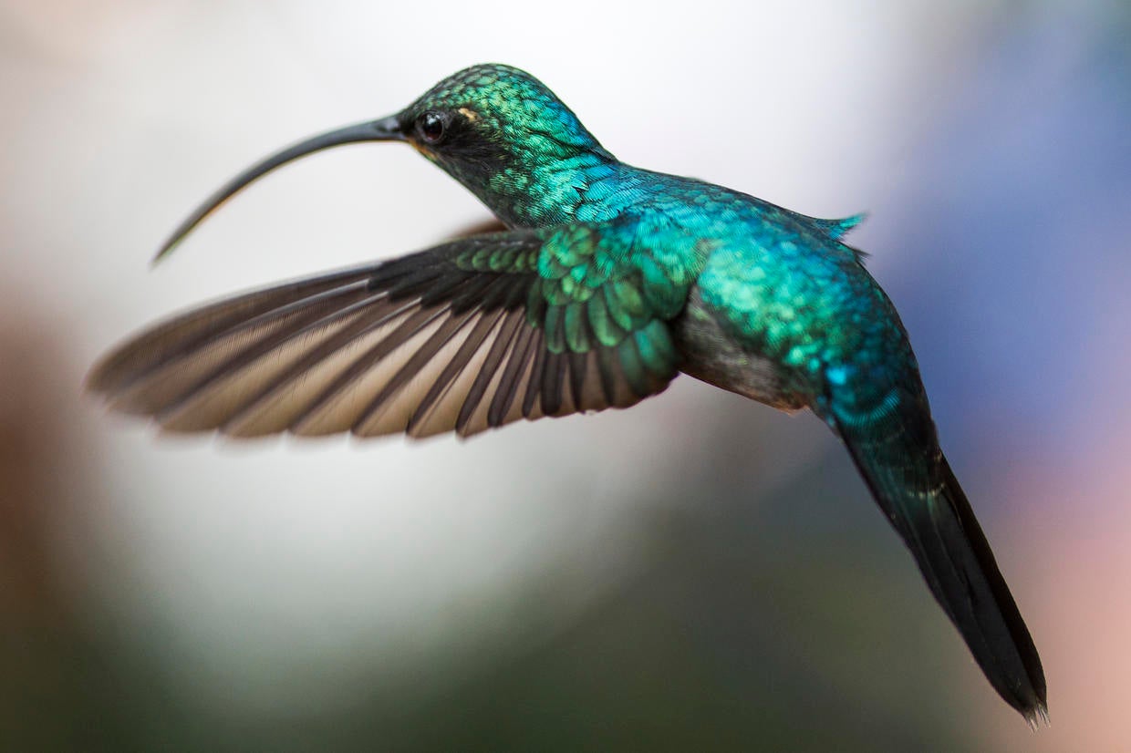 Hummingbirds of Costa Rica CBS News