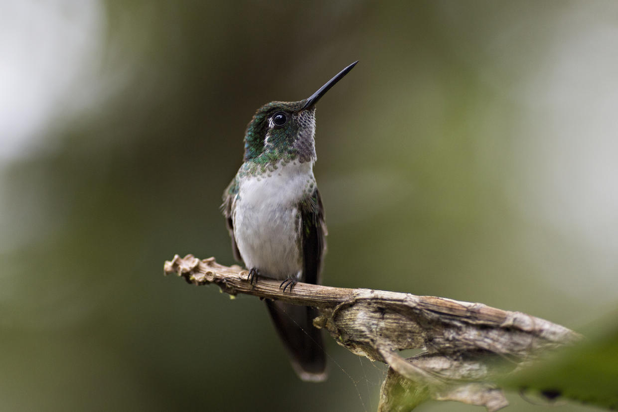 Hummingbirds Of Costa Rica CBS News   Gettyimages 507851498 