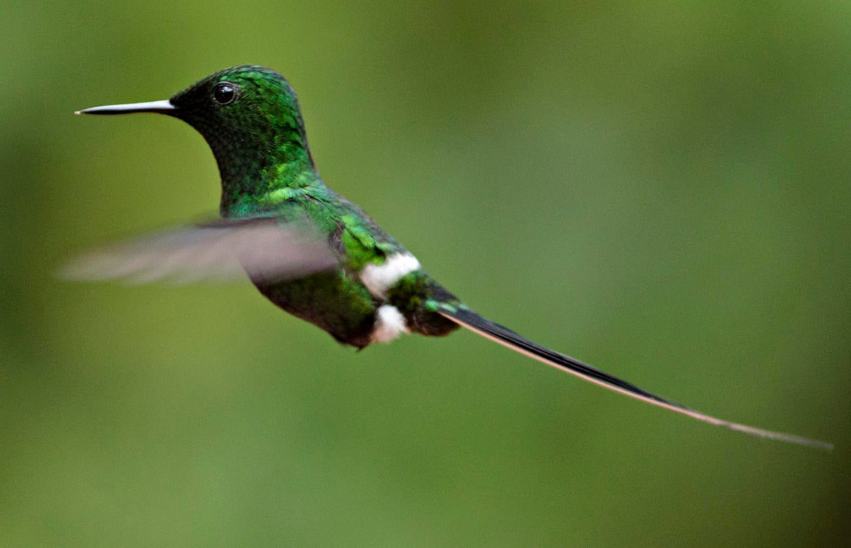 Hummingbirds of Costa Rica CBS News
