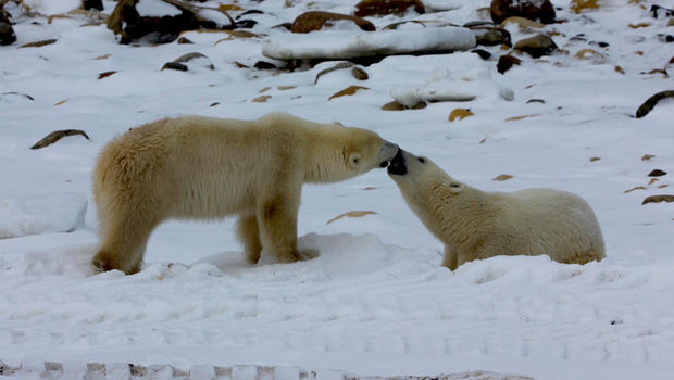 A gathering of polar bears 
