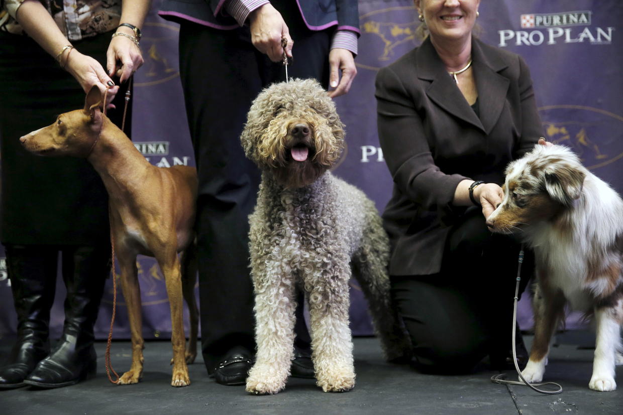 Lagotto Romangnolo Westminster Dog Show debuts 7 new breeds