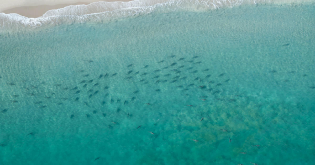 Thousands of sharks swarming off Florida shore CBS News