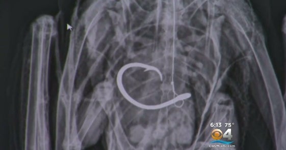 Bird with fishing hook in stomach undergoes lifesaving surgery CBS News