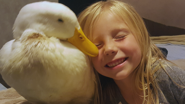 Girl forms unbreakable bond with her pet duck - CBS News