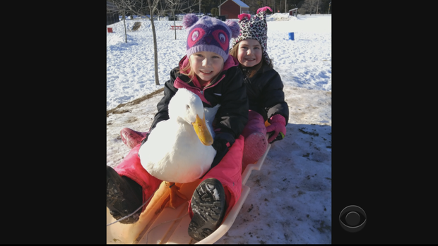 hartmanenduck.png