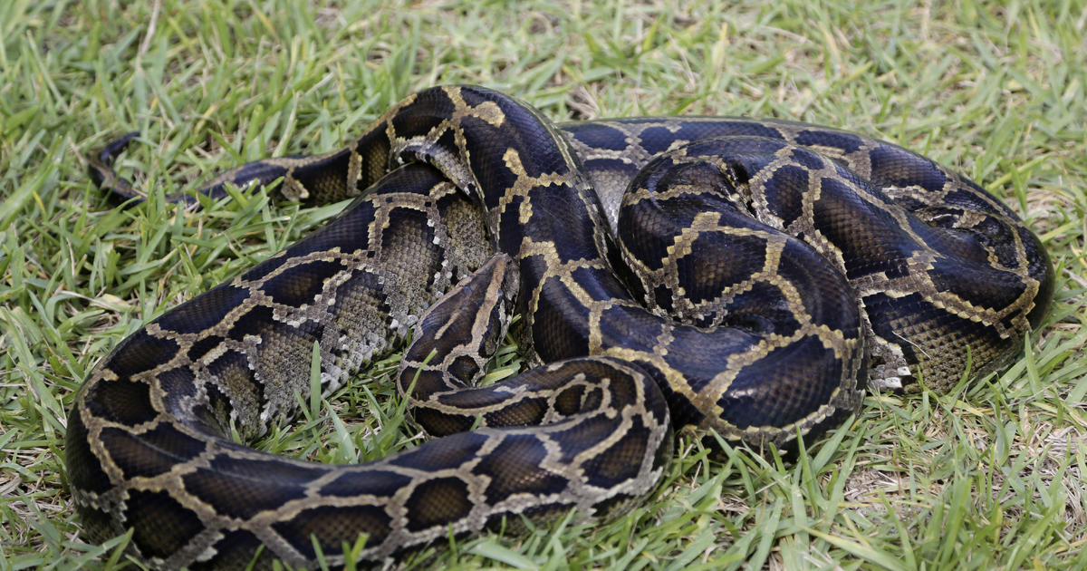 106 Burmese Pythons Captured In Florida Hunt - CBS News