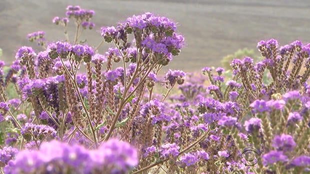 death-valley-flowers-3.jpg