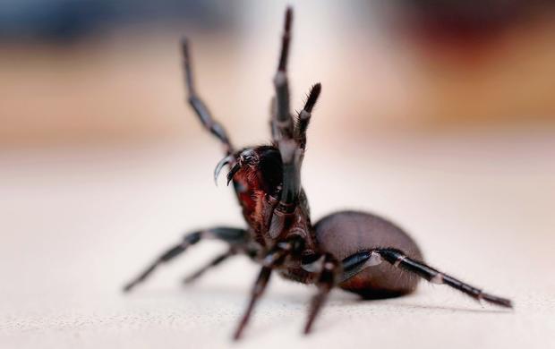 Australians warned of possible deadly spider "bonanza" - CBS News