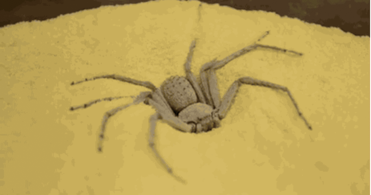 3 Brazilian Wandering Spider The World S Most Dangerous Spiders Warning Graphic Images Cbs News