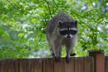 raccoon.jpg