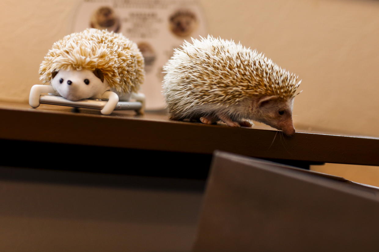 Hedgehog Cafe The Hedgehog Cafe CBS News   Rtsdwzx 