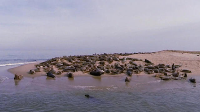 La oleada de focas se está convirtiendo en un problema en la costa de Cape Cod 