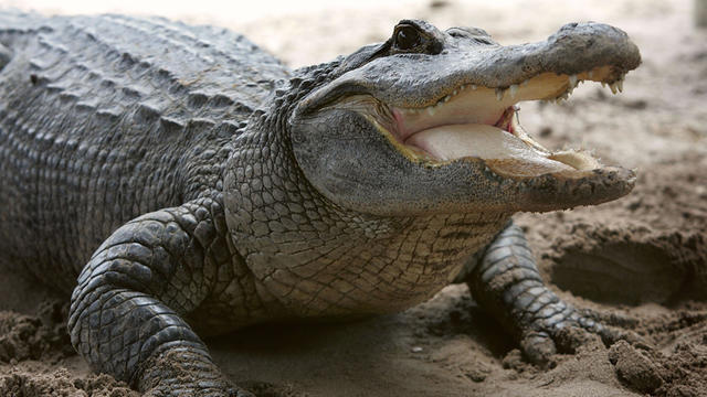 alligator1.jpg 