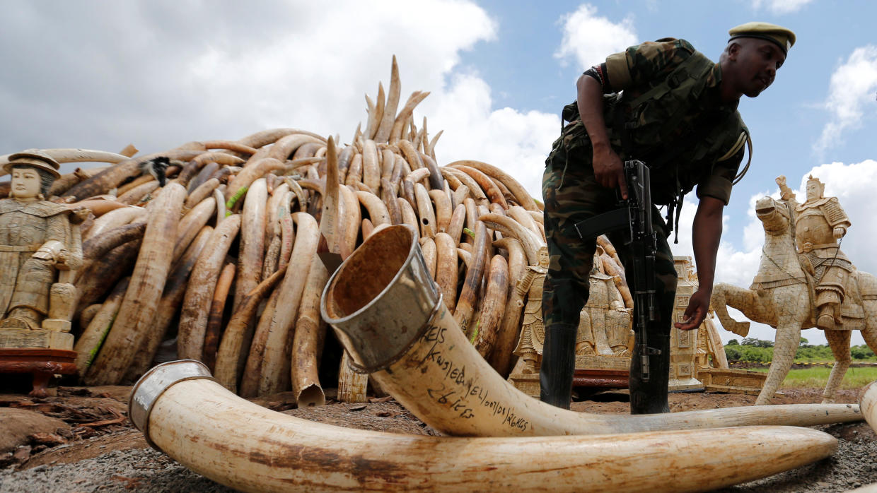 Kenya to burn more than 100 tons of elephant tusks, ivory - CBS News