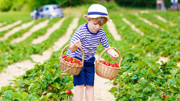 Picking Strawberries 