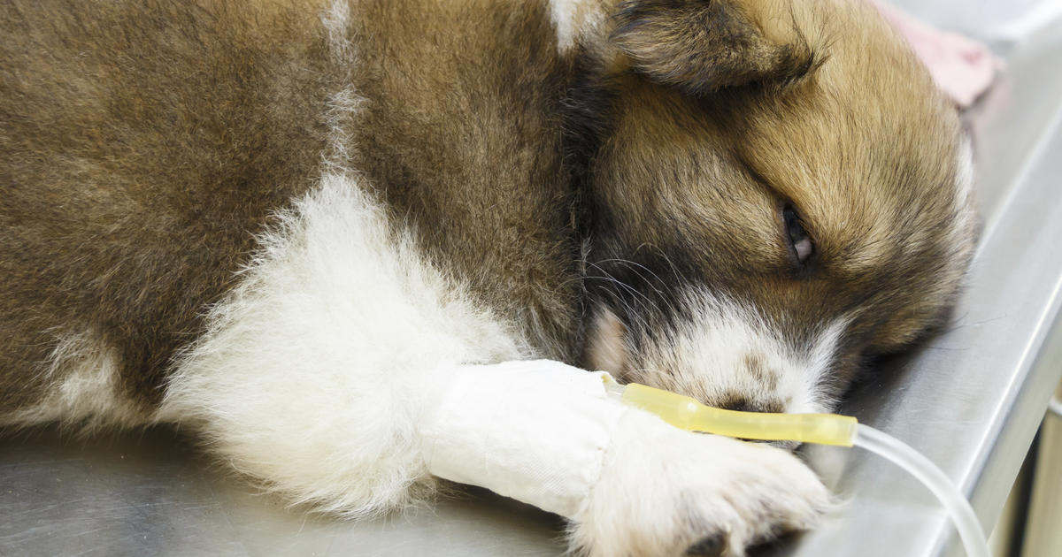 The 7 Foods Most Likely To Make Your Pet Sick Cbs News