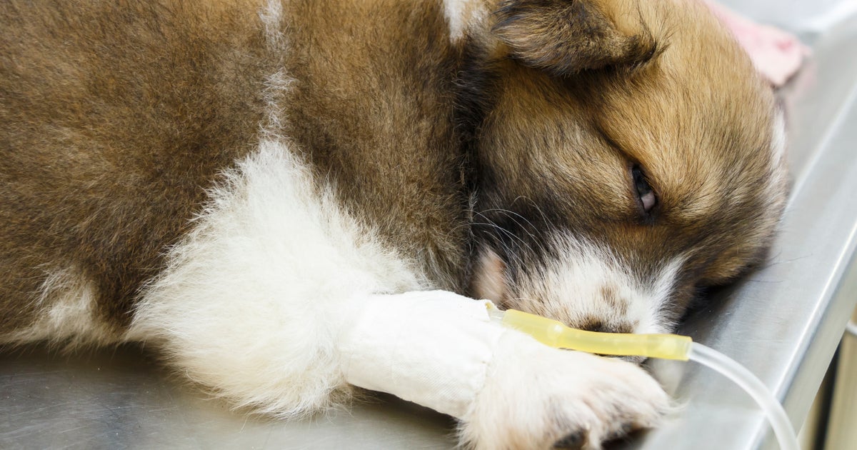 dog keeps being sick after eating